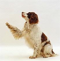 English Springer spaniel dog giving paw and looking up