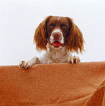 English Springer Spaniel face portrait with feet up on wall