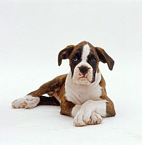 Brindle and white Boxer, 9-week pup, lying down with front paws crossed *Not available for use on 2013 retail calendar covers in the USA.