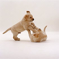Yellow Labrador Retriever, 6-week pups play fighting