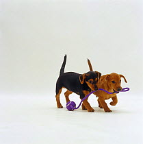 Dachshund-cross 12-week pups, playing with rope and ball toy
