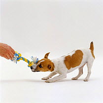 Miniature Jack Russell Terrier bitch, 20-week puppy, tugging a rope knot toy
