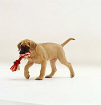 Mastiff walking with rope knot toy in mouth