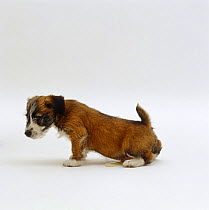 Jack Russell Terrier-cross, 14-week puppy urinating
