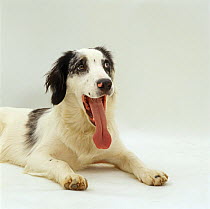 Springer Spaniel x Border Collie, yawning with tongue fully extended