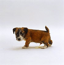 Jack Russell Terrier-cross, 8-week puppy peeing