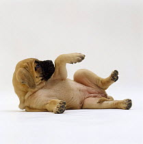 Mastiff puppy laying in submissive posture