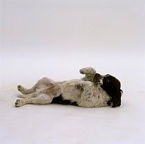 Springer Spaniel rolling over in submissive display