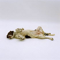 English Springer Spaniel, 5-month pup, rolling over on back in submissive display