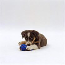 Blue tricolour Border Collie, 7-week pup, portrait with blue rope knot toy