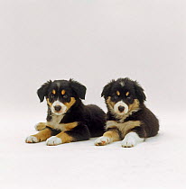 Two tricolour Border Collies, 7-week pups laying down together