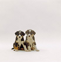 Portrait of two tricolour Border Collie pups sitting