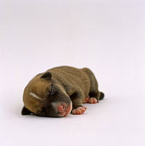 Lakeland Terrier x Border Collie, 1-day puppy, sleeping portrait