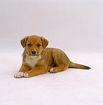 Lakeland Terrier x Border Collie, 6-week puppy, laying portrait