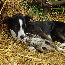 Tabby farm kitten playing with young Border Collie, laying in straw