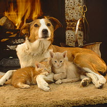 Red & white Border Collie bitch with two 6-week kittens in front of fireplace