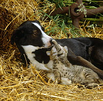 Tabby farm kitten tapping young Border Collie on the nose, laying in straw