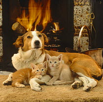 Red & white Border Collie bitch huddled-up with two 6-week kittens in front of fireplace