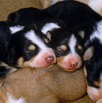 Sleeping 9-day puppies showing pigment freckles on nose