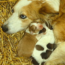 Irish working sheepdog / Collie, blue eyed Sable bitch with her two 3-day pups