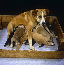 Border Collie mother with suckling 25-day pups in whelping box