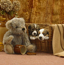 Two Collie pups looking out of dog basket bed, with teddy bear and brown pot