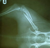 X-ray photograph showing fractured femur of Border Collie, broken in an accident.