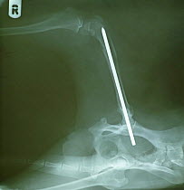 X-ray showing femur of Border Collie with steel pin inserted to set fracture