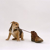 Lakeland terrier x border collie, 7-week pup tugging shoelace