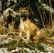 Lurcher (Deerhound x)  10-week portrait amongst frosty grass