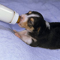 Border Collie, 19-day pup, bottle feeding