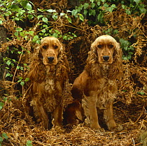 Golden Cocker Spaniels, 10-month old sisters