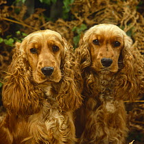 Golden cocker spaniels, 10-month sisters