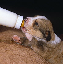 Border Collie pup suckling from bottle, to supplement mothers milk