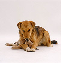 Lakeland Terrier x Border Collie, pup sisters, 1-year juvenile playing with 6-week puppy