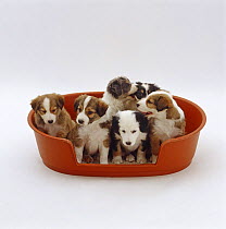 Litter of Border Collie pups, 6-weeks, in dog bed