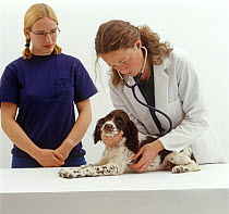 Vet with a stethoscope, listening to the heart of 8-week English Springer Spaniel puppy