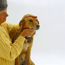 Reiki practitioner with hands over the chakra, demonstrates its calming effect on Lakeland Terrier x Border Collie bitch