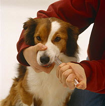 Administering a salt solution into mouth of Sable Border Collie dog