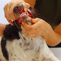 Inspecting teeth of 18-week English Springer spaniel pup, losing deciduous and growing adult teeth