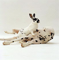 Black and white rabbit on top of Dalmation dog