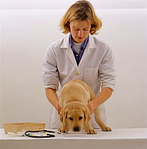 Vet checking general condition of 9-week Yellow Labrador puppy before primary vaccination