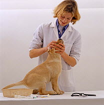 Vet examining 9-week Yellow labrador retriever pup before his primary vaccination