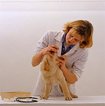 Vet examining 9-week Yellow Labrador puppy before his primary vaccination, checking mouth and throat