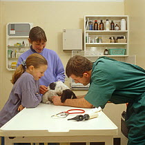 Springer spaniel pup having check up at veterinary clinic