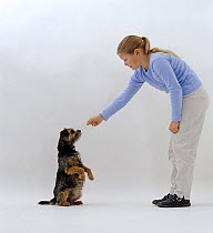 Girl offering pregnant Border terrier a titbit for standing on hind legs and begging