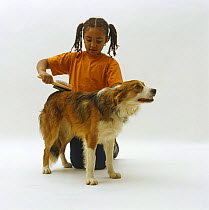 Young girl brushing Sable Border Collie dog