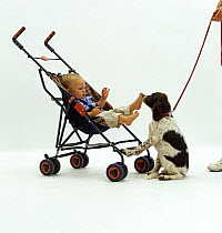 English Springer Spaniel pup 12-week, meeting 11-month baby boy in buggy