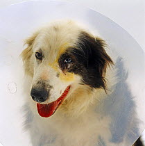 Border Collie wearing Elizabethan collar to prevent scratching, after operation to stitch lower eyelid