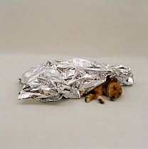 Collapsed dog covered with an emergency blanket of heat reflecting foil
